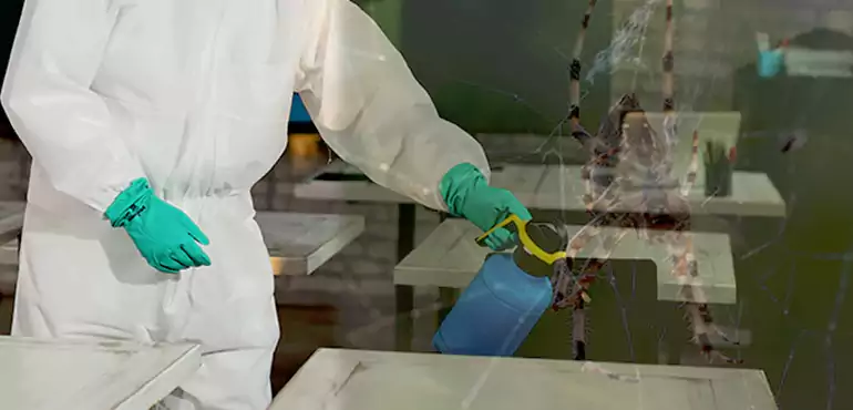 Why Buyers Still Want Homes With Pest Infestations in Escondido, CA?